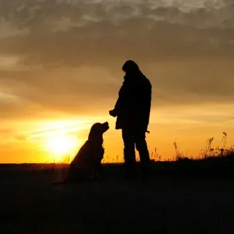 pension canine